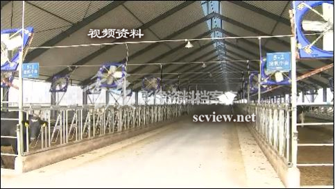 奶牛梦工厂奶牛养殖大棚