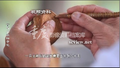 重庆老手艺-酉阳土家柚子龟制作过程