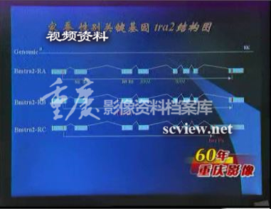 2003年世界首张高质量家蚕基因框架图绘制完成