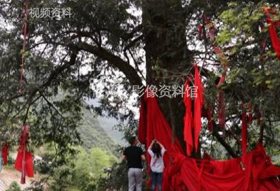 2018年巫溪铁坚油杉获“中国最美古树”称号