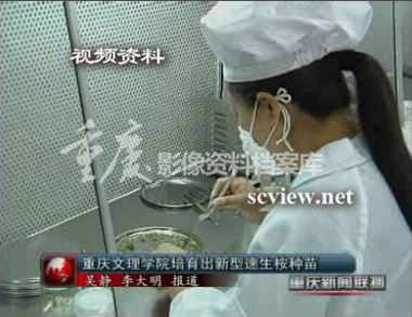 2009年重庆文理学院培育出新型速生桉种苗