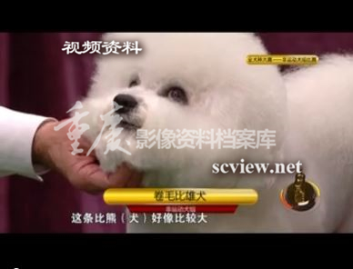 超级犬明星节目片段